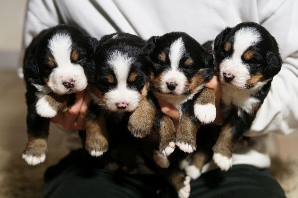 Comment vendre des chiots Comment vendre une portée de chiots en Belgique