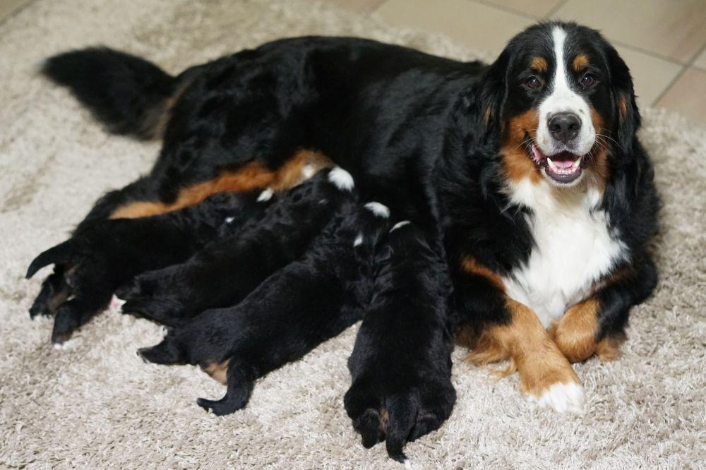 Offrir des chiots Offrir des chiots en Belgique