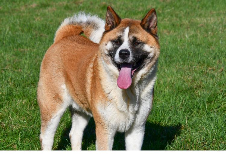 Akita dekreu Amerikaanse Akita dekreu.