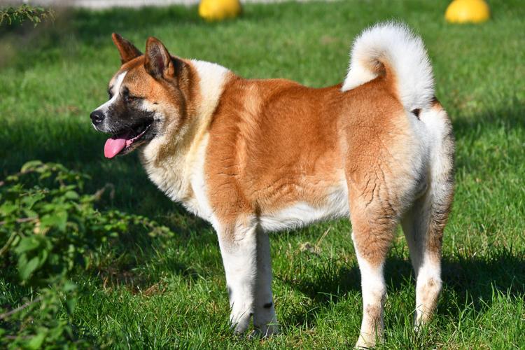 Akita dekreu 3 Akita dekreu gezocht in België.