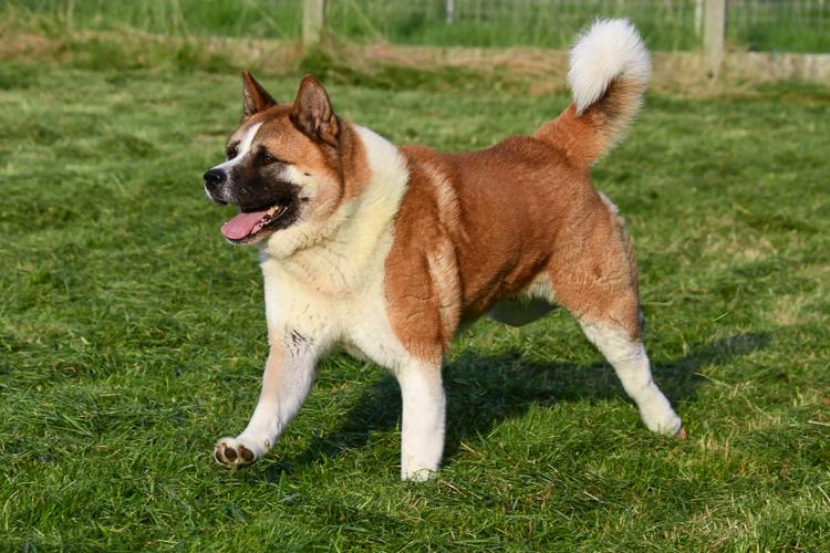 Akita dekreu 2 Akita dekreu gezocht in België.