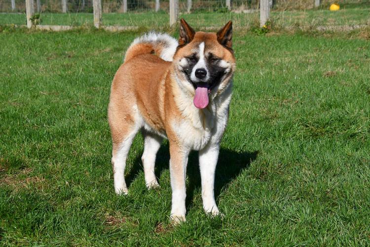 Akita dekreu 1 Akita dekreu gezocht in België.