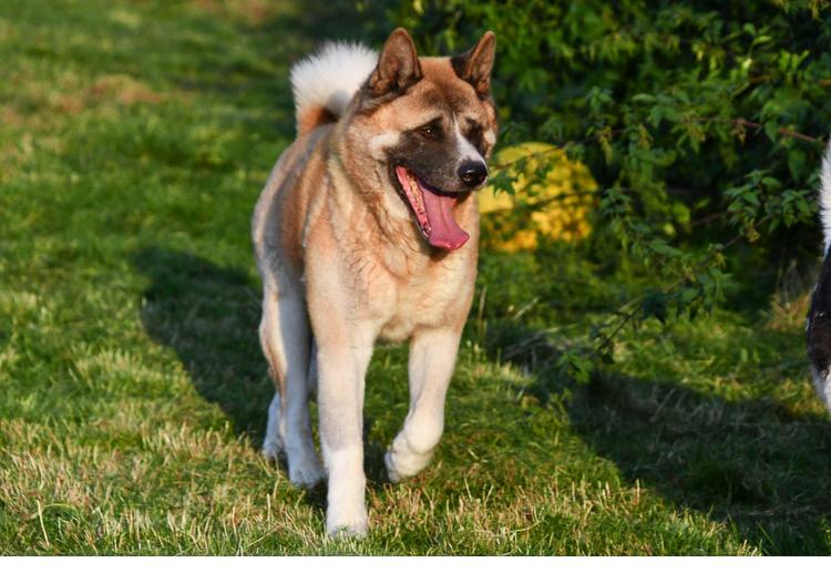 Akita dekreu Kito 1 Akita dekreu Kito 1