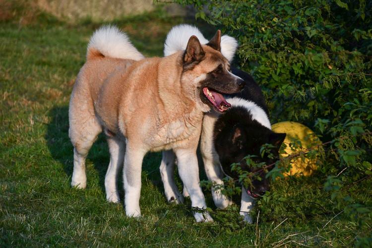 Akita dekreu Kito 2 Akita dekreu Kito 2