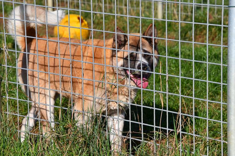 Akita dekreu Kito 3 Akita dekreu Kito 3