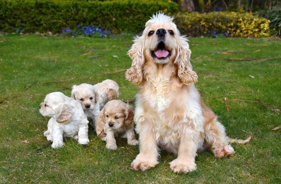 Amerikaanse Cocker pups te koop Amerikaanse Cocker Spaniel pups te koop