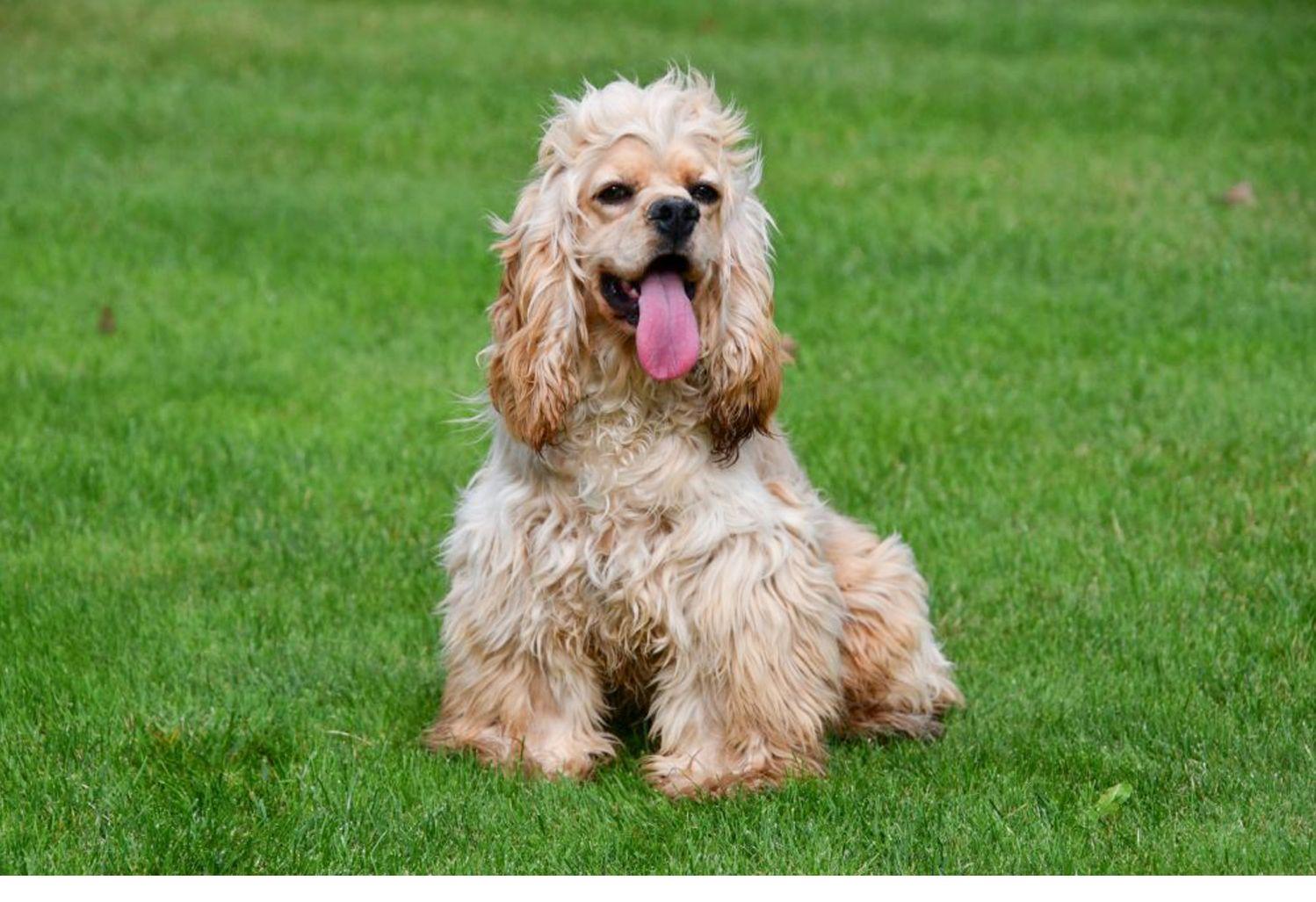 Amerikaanse Cocker Spaniël dekreu Amerikaanse Cocker Spaniël dekreu gezocht in België.