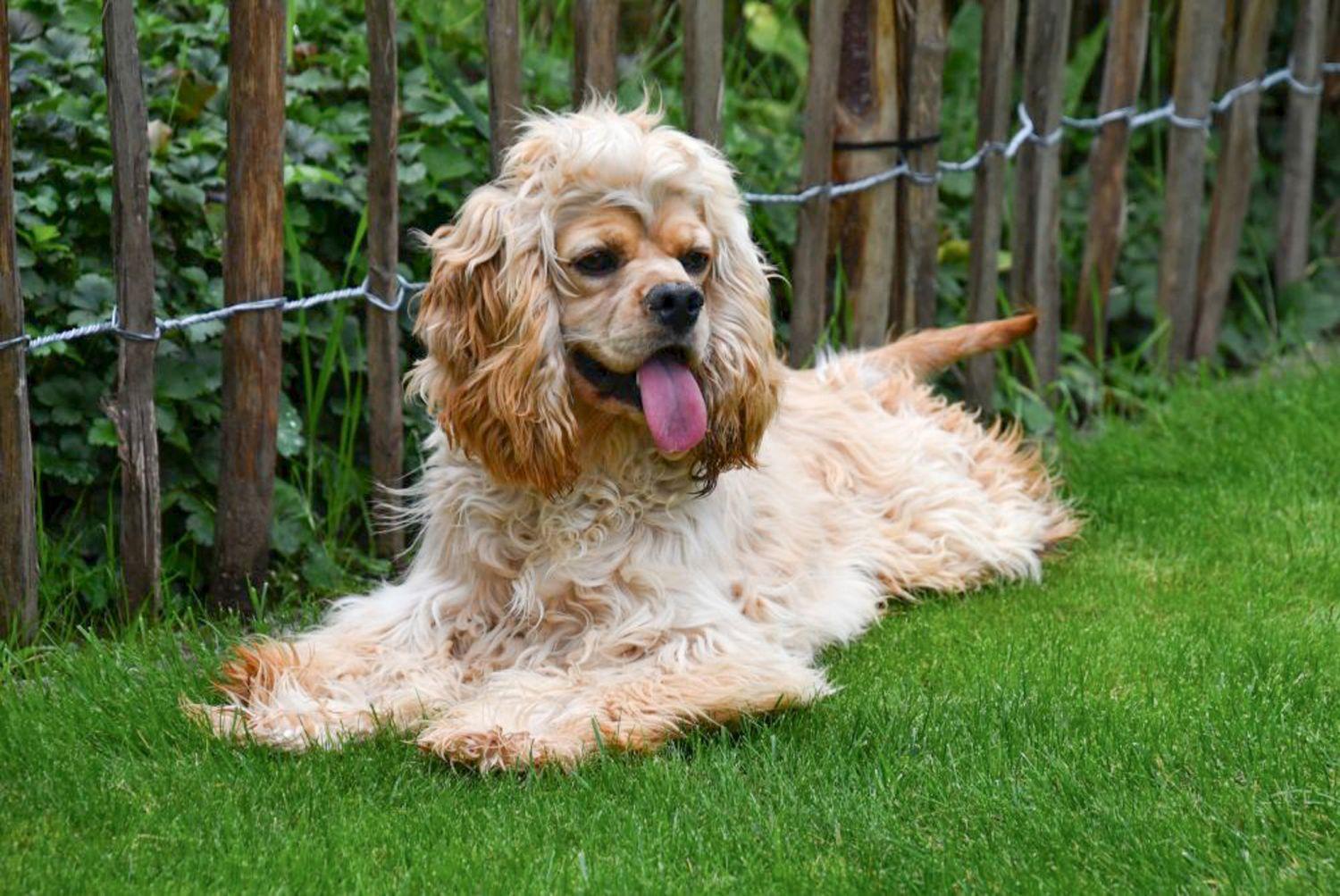 Amerikaanse Cocker Spaniël dekreu 1 Amerikaanse Cocker Spaniël dekreu gezocht in België