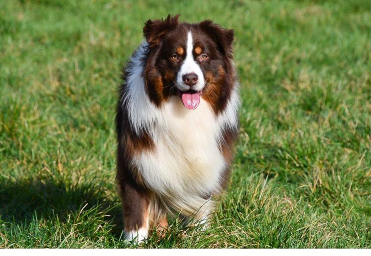 Australische Herder dekreu red tri Australische Herder dekreu gezocht in België.
Red tri Aussie dekreu. Australian Shepherd.