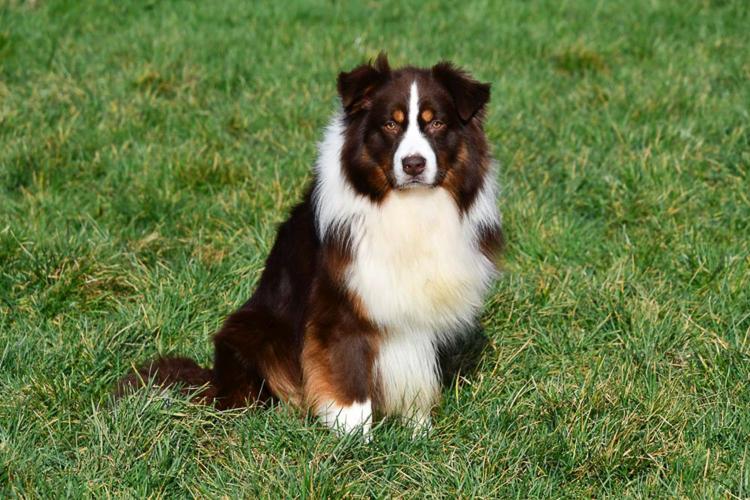 Red tri Australian Shepherd dekreu Australische Herder dekreu gezocht in België.
Red tri Aussie dekreu. Australian Shepherd.