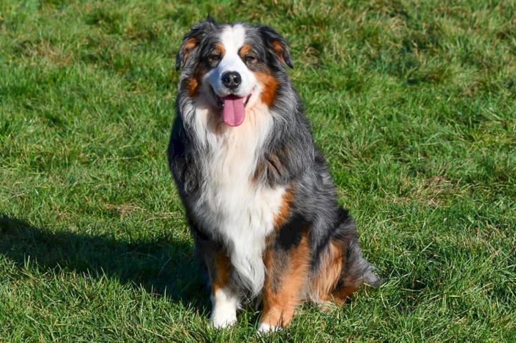 Blue merle australian shepherd dekreu Australische Herder dekreu gezocht in België.
Blue merle Aussie dekreu. Australian Shepherd.