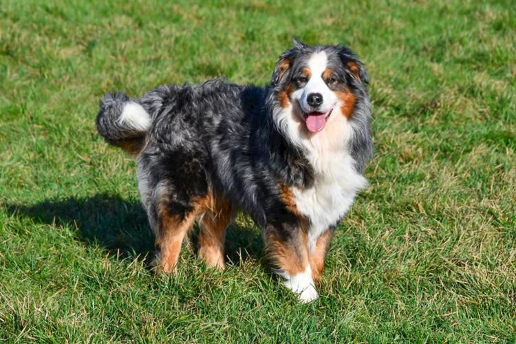 blue merle dekreu Australische herder Australische Herder dekreu gezocht in België.
Blue merle Aussie dekreu. Australian Shepherd.