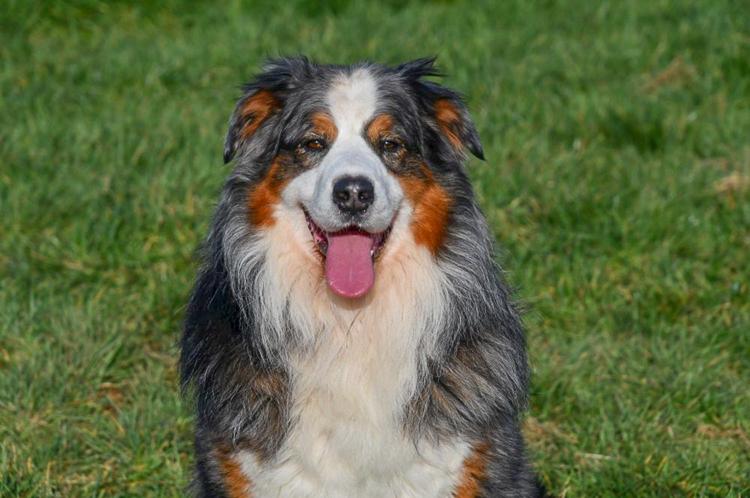 Blue merle Aussie dekreu Australische Herder dekreu gezocht in België.
Blue merle Aussie dekreu. Australian Shepherd.