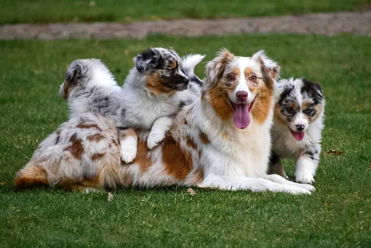 Australische Herder Pups Te Koop Schattige Australische Herder pups te koop, klaar voor hun nieuwe thuis en geweldige metgezellen voor actieve families.