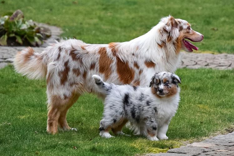 Gezonde Australische Herder Pups Te Koop Een gezonde en speelse Australische Herder pup te koop. Klaar om het perfecte huisdier voor jouw gezin te worden.