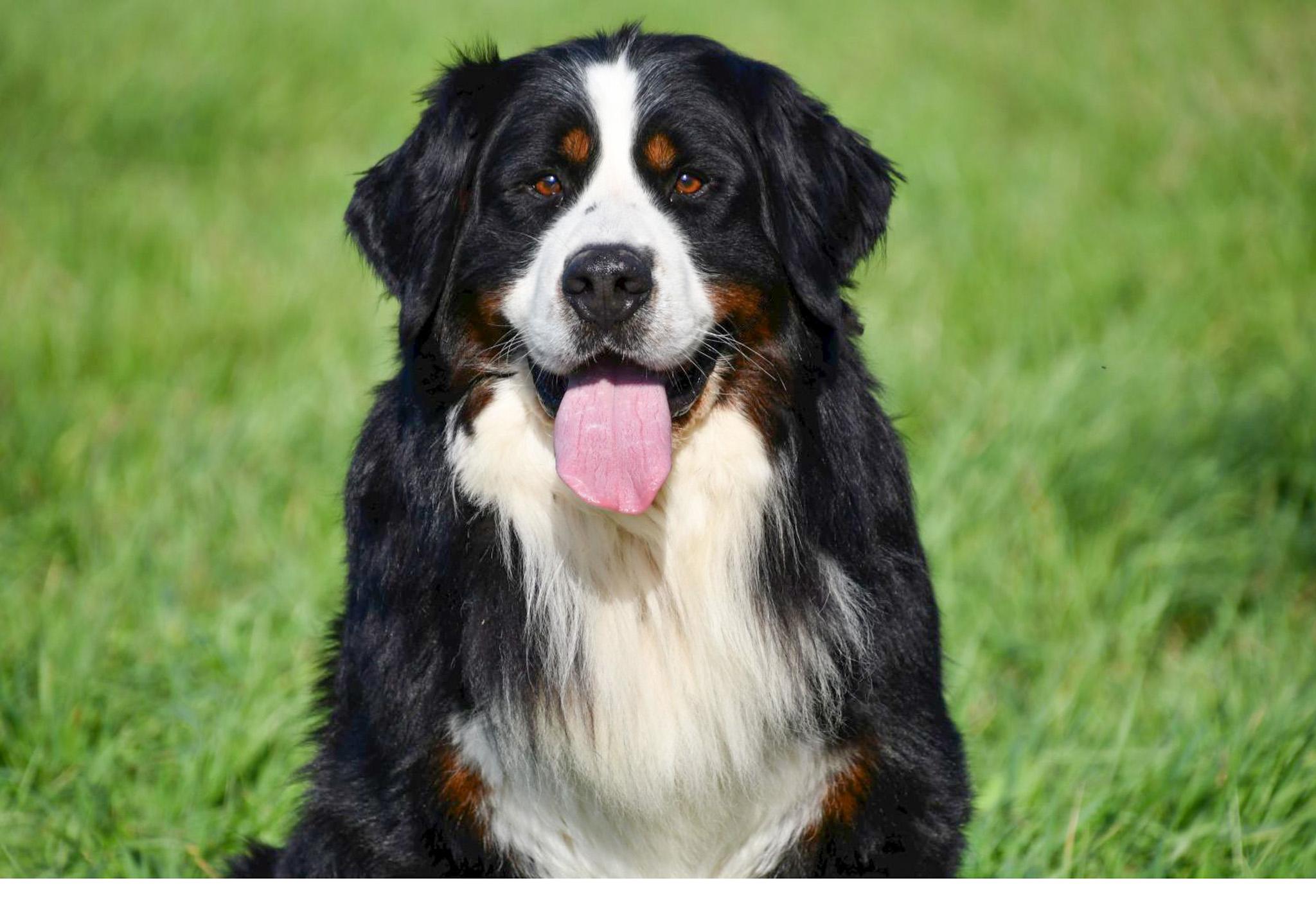 Berner Sennen dekreu Berner Sennen dekreu met stamboom aangeboden in België.