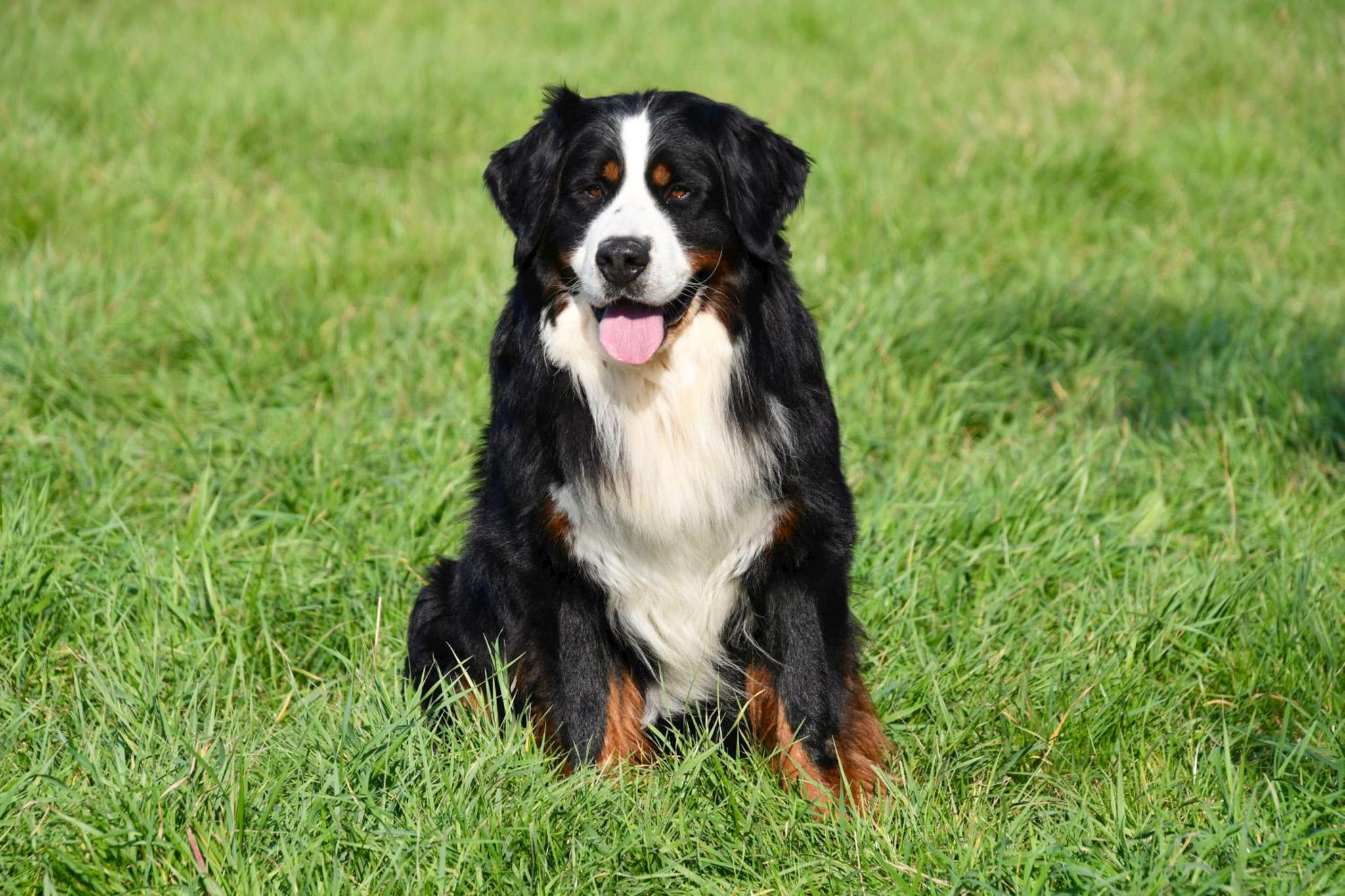 Berner Sennen dekreu Berner Sennen dekreu met stamboom aangeboden in België.