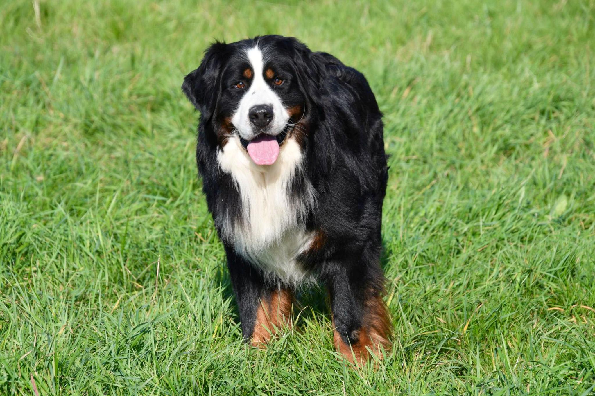 Berner Sennen dekreu Berner Sennen dekreu met stamboom aangeboden in België.