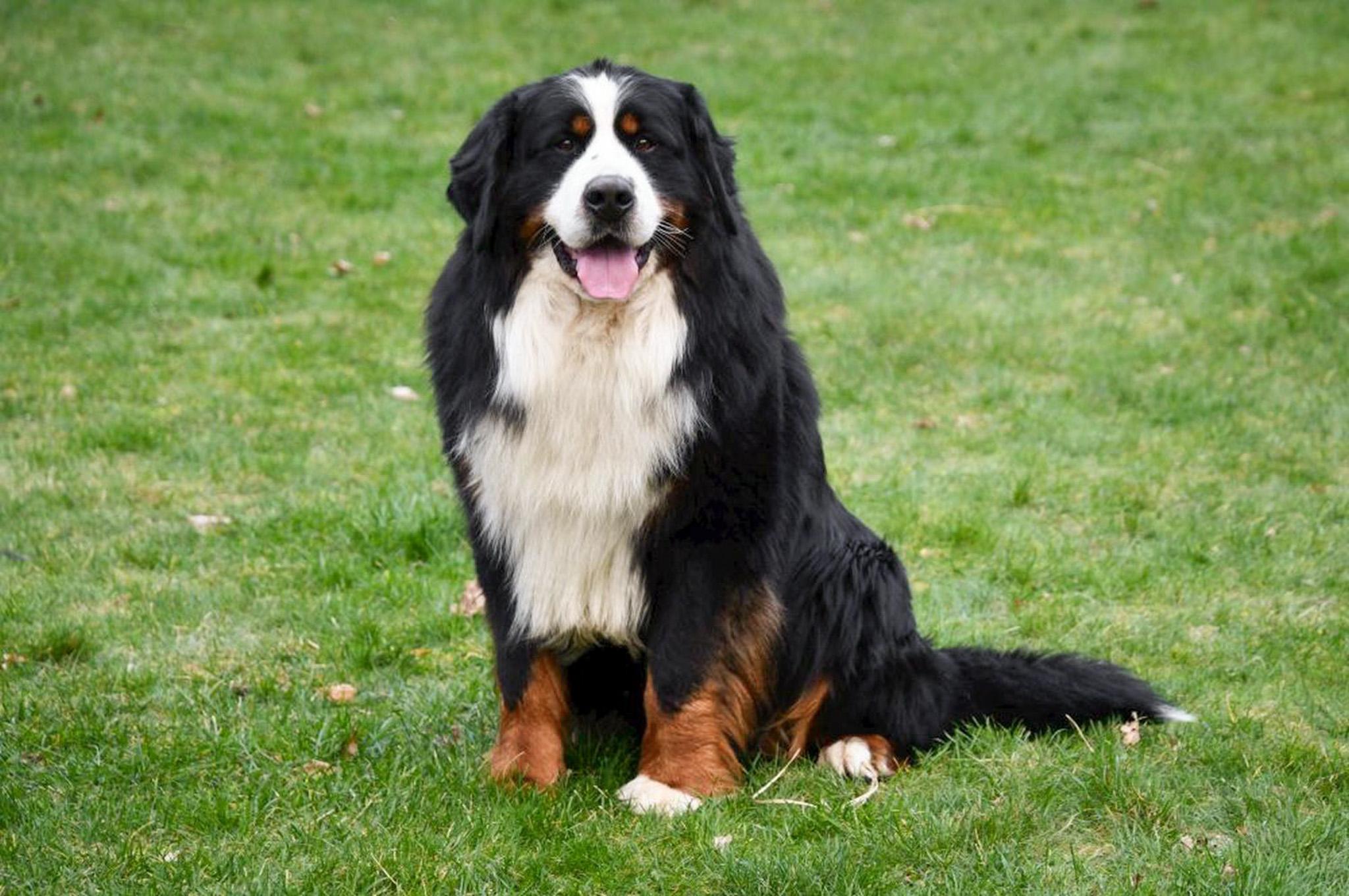 Berner Sennen dekreu Berner Sennen dekreu met stamboom aangeboden in België.