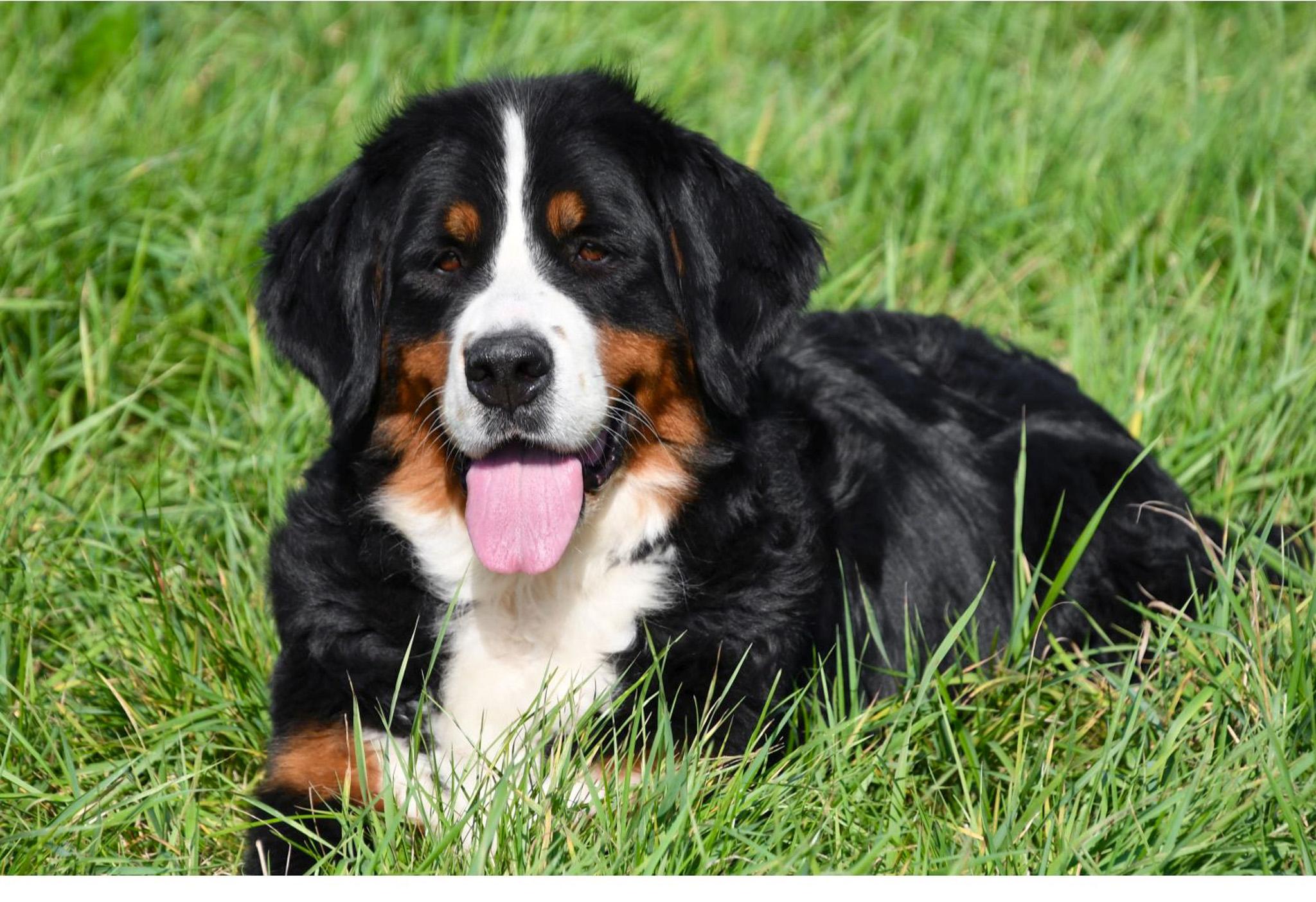 Bouvier Bernois Nalah Bouvier Bernois Nalah
