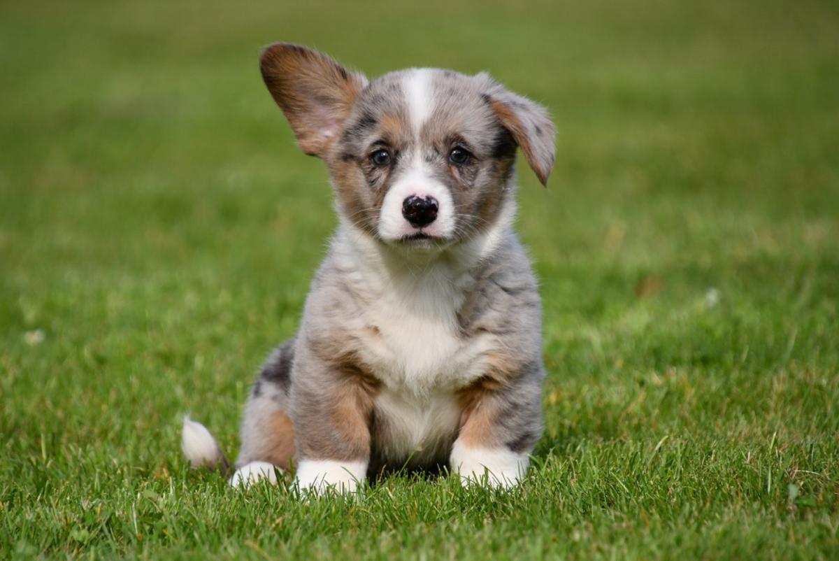 Onze pups worden geboren in een rustige, gecontroleerde omgeving en blijven bij hun moeder tot ze oud genoeg zijn om naar hun nieuwe thuis te vertrekken. Dit draagt bij aan een stabiel en sociaal karakter.