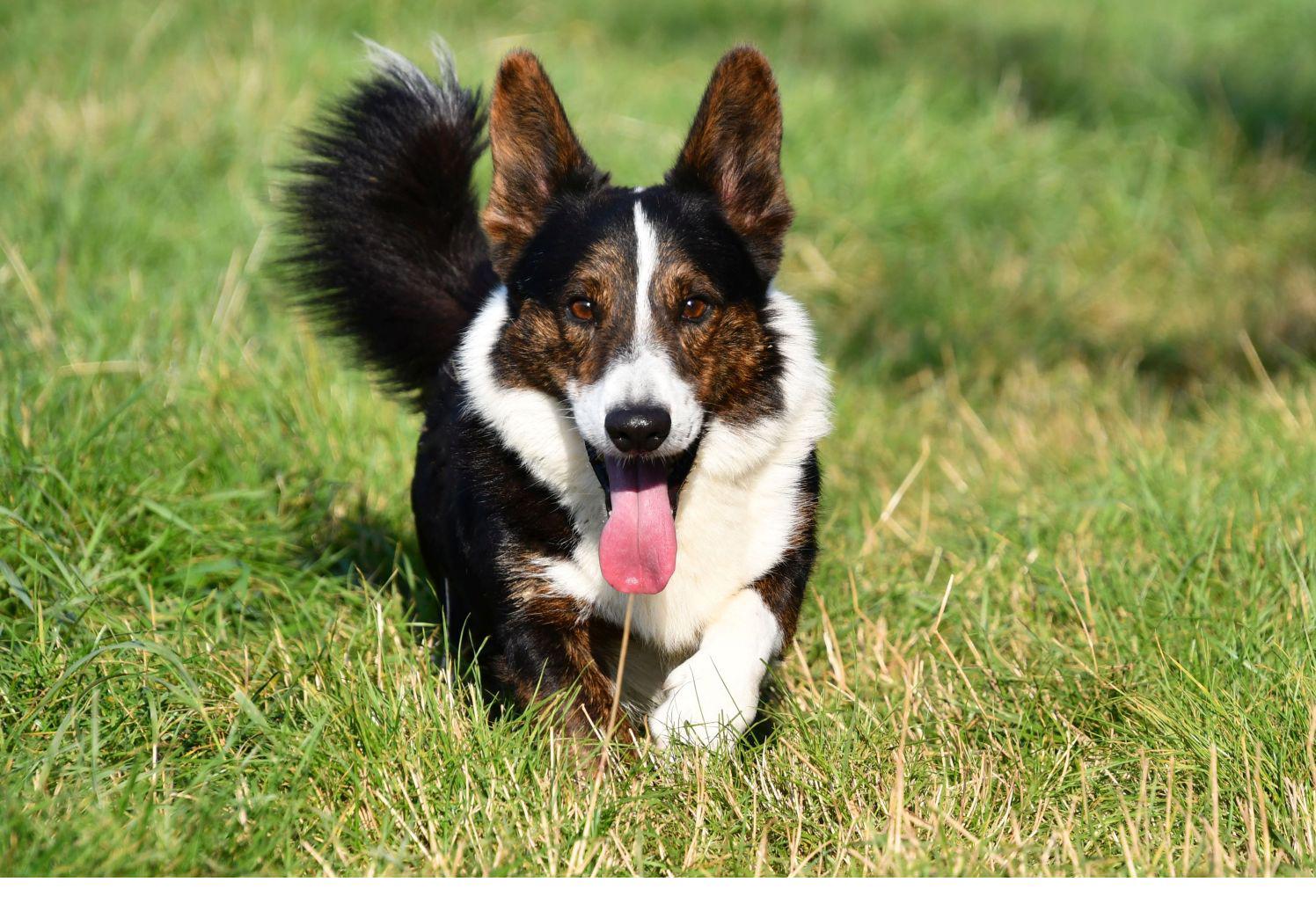 Welsh Corgi Cardigan dekreu Welsh Corgi Cardigan dekreu met stamboom aangeboden in België.