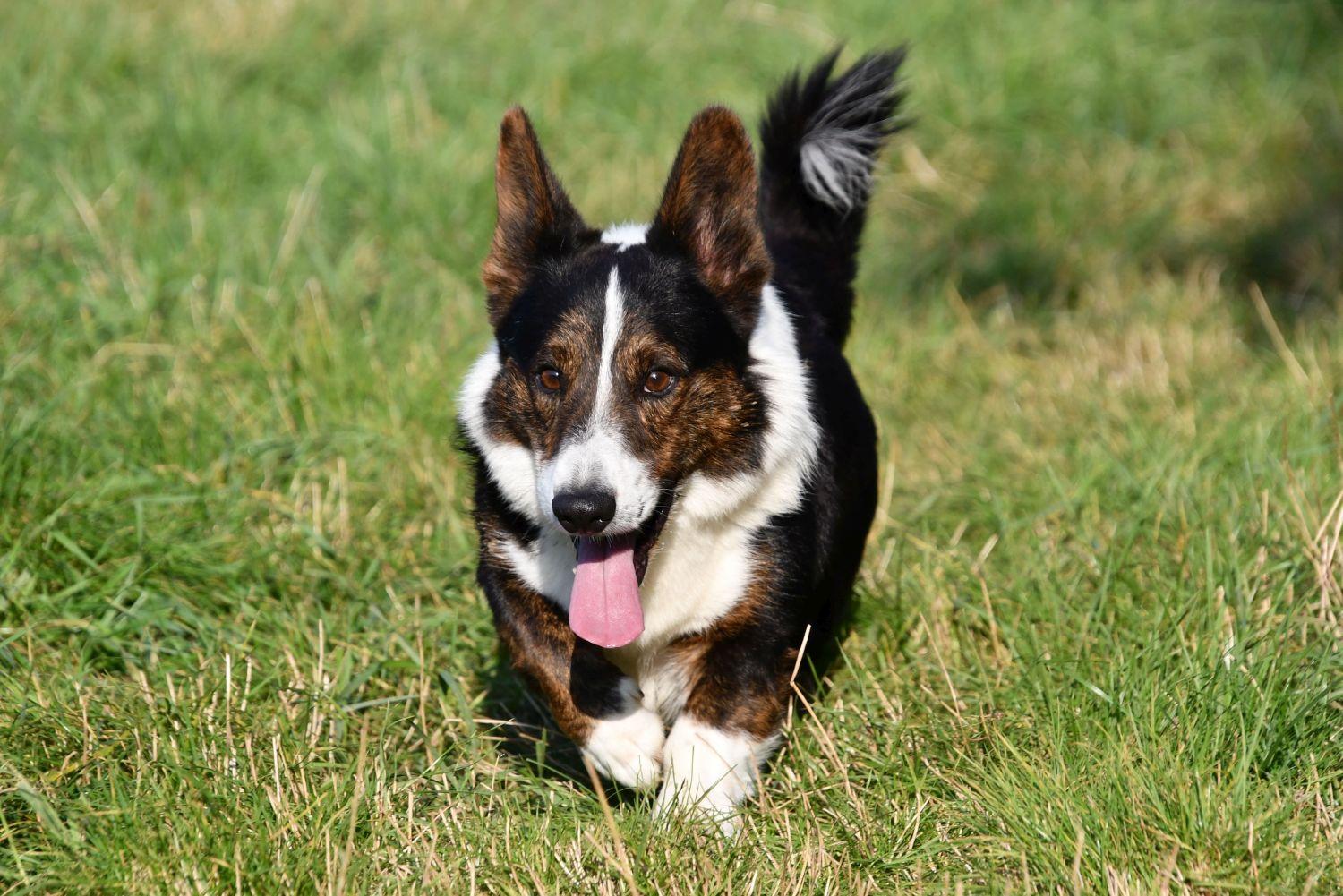 Welsh Corgi Cardigan dekreu Welsh Corgi Cardigan dekreu met stamboom aangeboden in België.