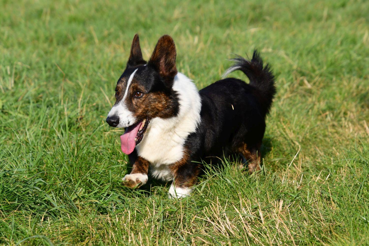 Welsh Corgi Cardigan dekreu Welsh Corgi Cardigan dekreu met stamboom aangeboden in België.