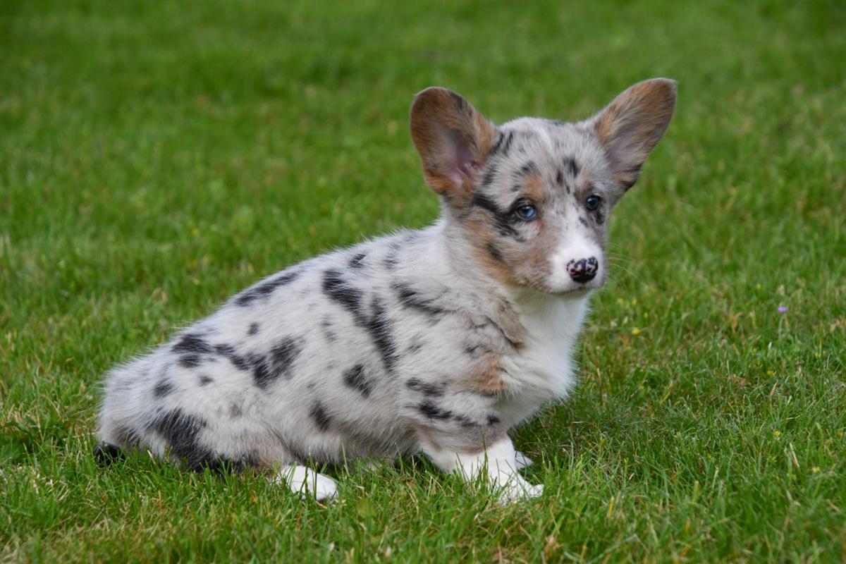 Na een liefdevolle start bij onze fokkerij vertrekken de Welsh Corgi Cardigan pups goed voorbereid naar hun nieuwe thuis. Ze zijn sociaal, speels en klaar om iemands hart te veroveren.