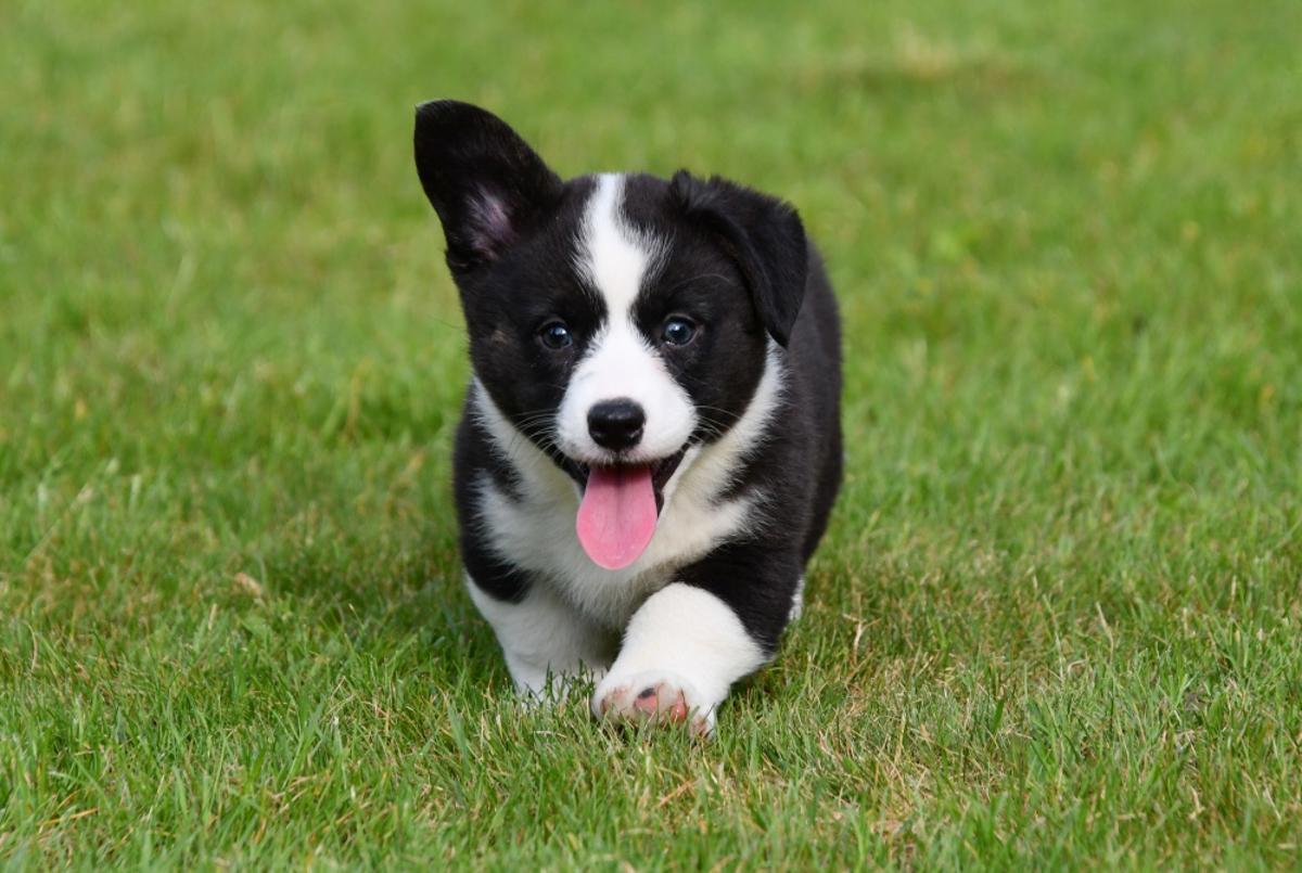 Welsh Corgi Cardigan pups te koop bij erkende fokker in België Welsh Corgi Cardigan pups te koop bij erkende fokker. Beide ouders aanwezig. Gezonde, goed gesocialiseerde pups. onmiddellijk beschikbaar!