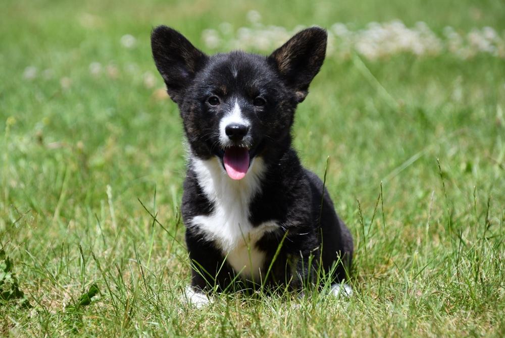 Welsh Corgi Cardigan pup klaar om naar zijn nieuwe gezin te gaan Na een liefdevolle start bij onze fokkerij vertrekken de Welsh Corgi Cardigan pups goed voorbereid naar hun nieuwe thuis. Ze zijn sociaal, speels en klaar om iemands hart te veroveren.