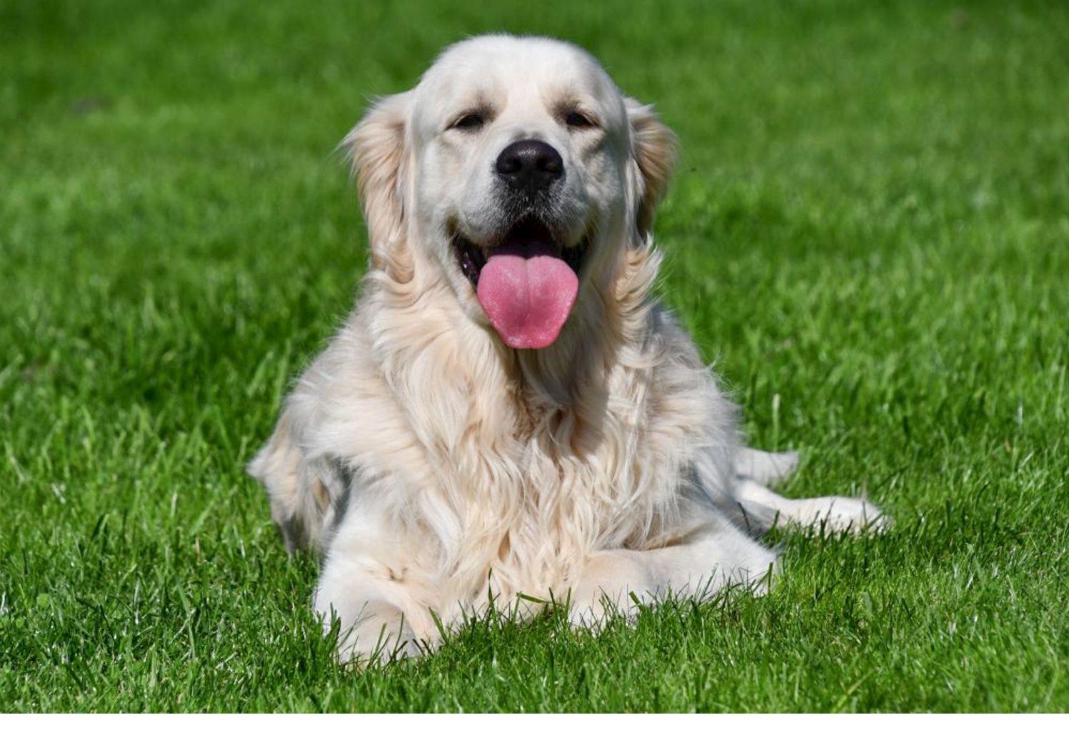 Étalon Golden Retriever Étalon Golden Retriever en Belgique.
