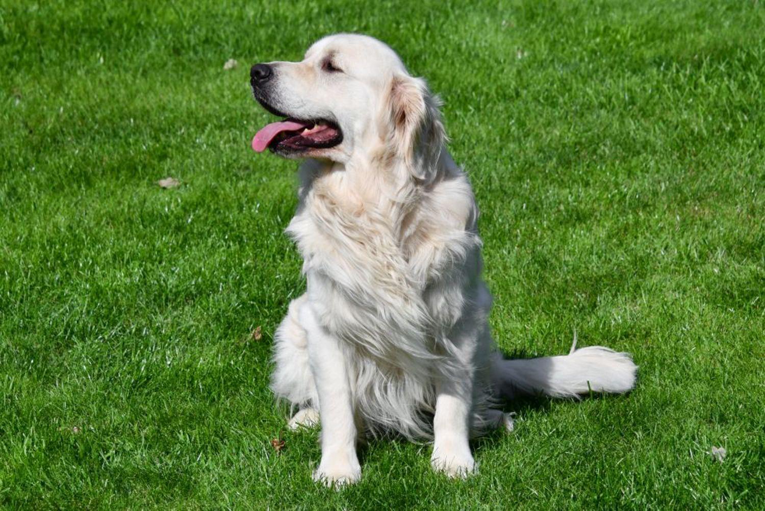 Étalon Golden Retriever en Belgique. Étalon Golden Retriever en Belgique.