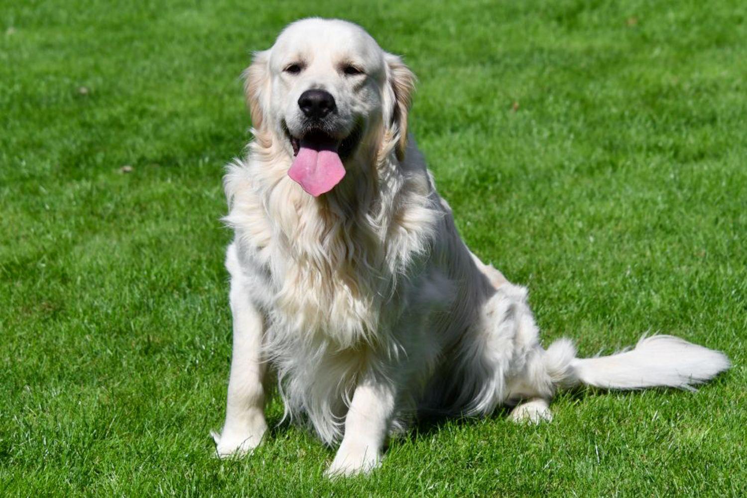 Étalon Golden Retriever en Belgique. Étalon Golden Retriever en Belgique.