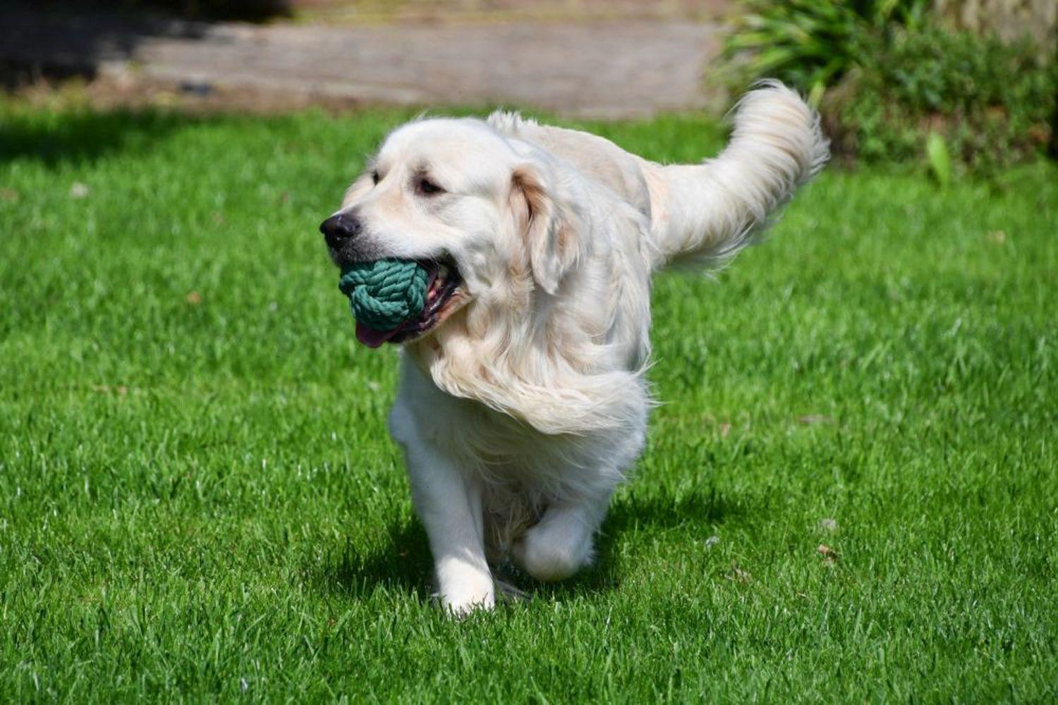 Étalon Golden Retriever en Belgique. Étalon Golden Retriever en Belgique.