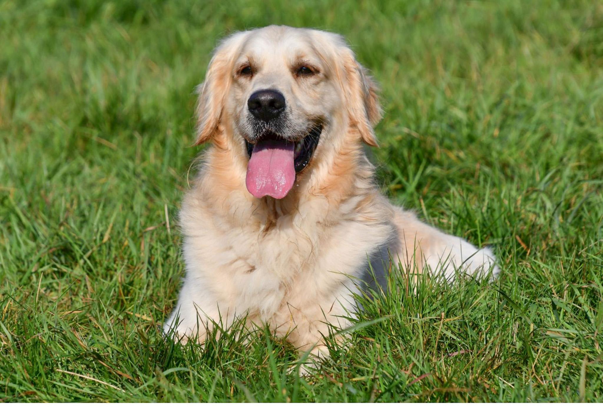 Étalon Golden Retriever Bob Étalon Golden Retriever en Belgique.
