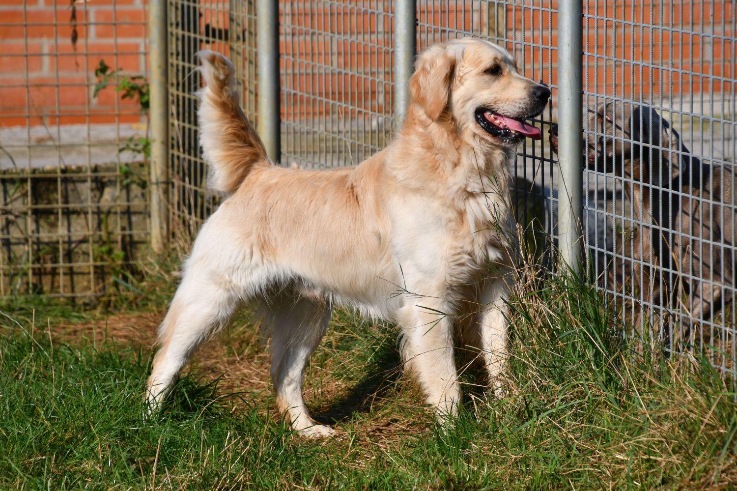 Étalon Golden Retriever Bob Étalon Golden Retriever en Belgique.
