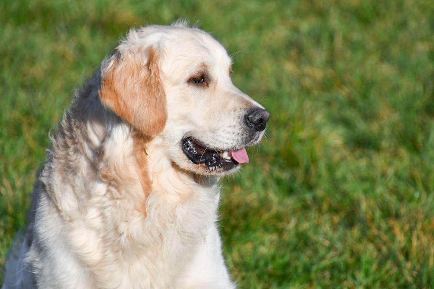 Étalon Golden Retriever Bob Étalon Golden Retriever en Belgique.