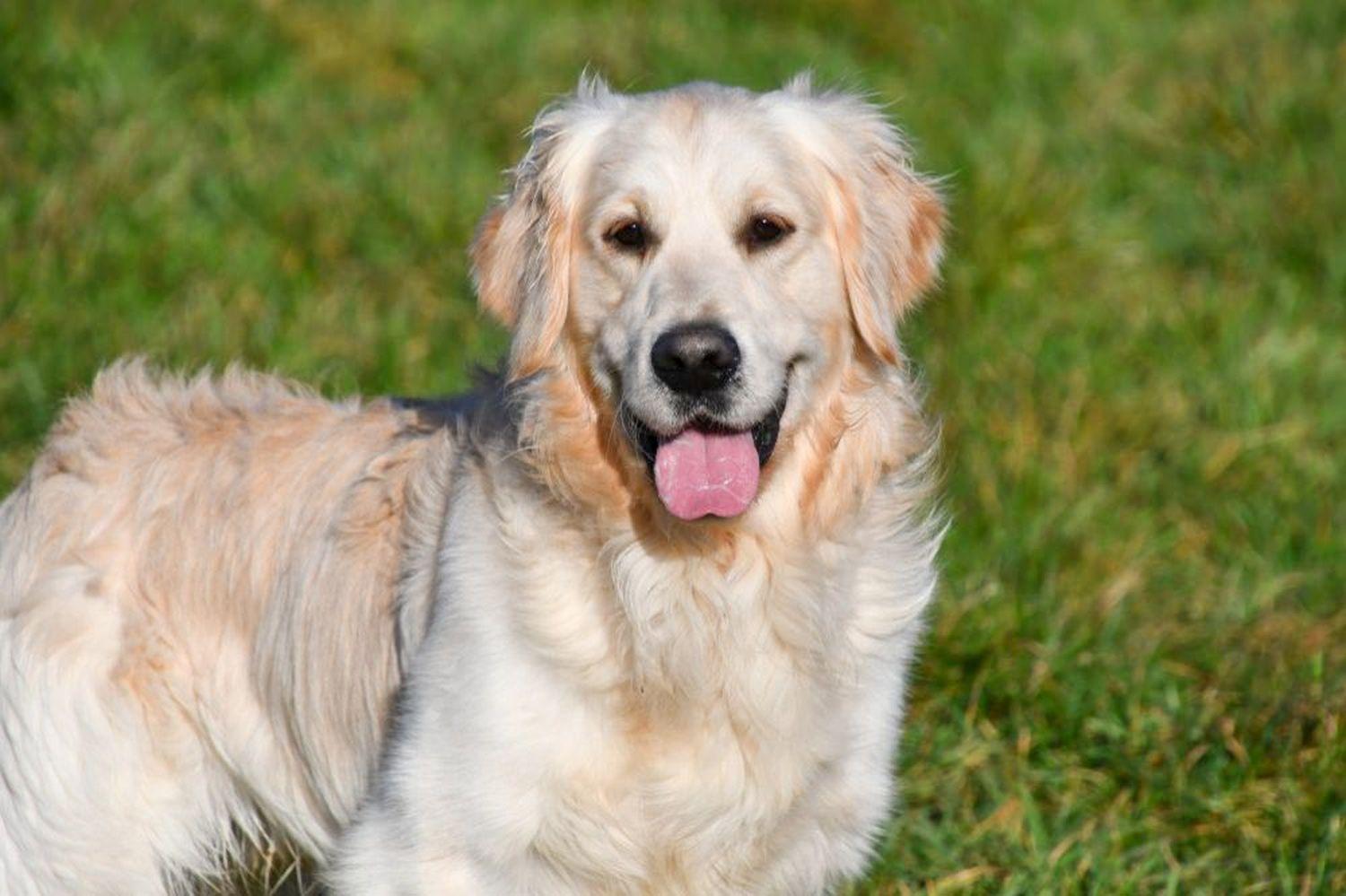 Étalon Golden Retriever Bob Étalon Golden Retriever en Belgique.