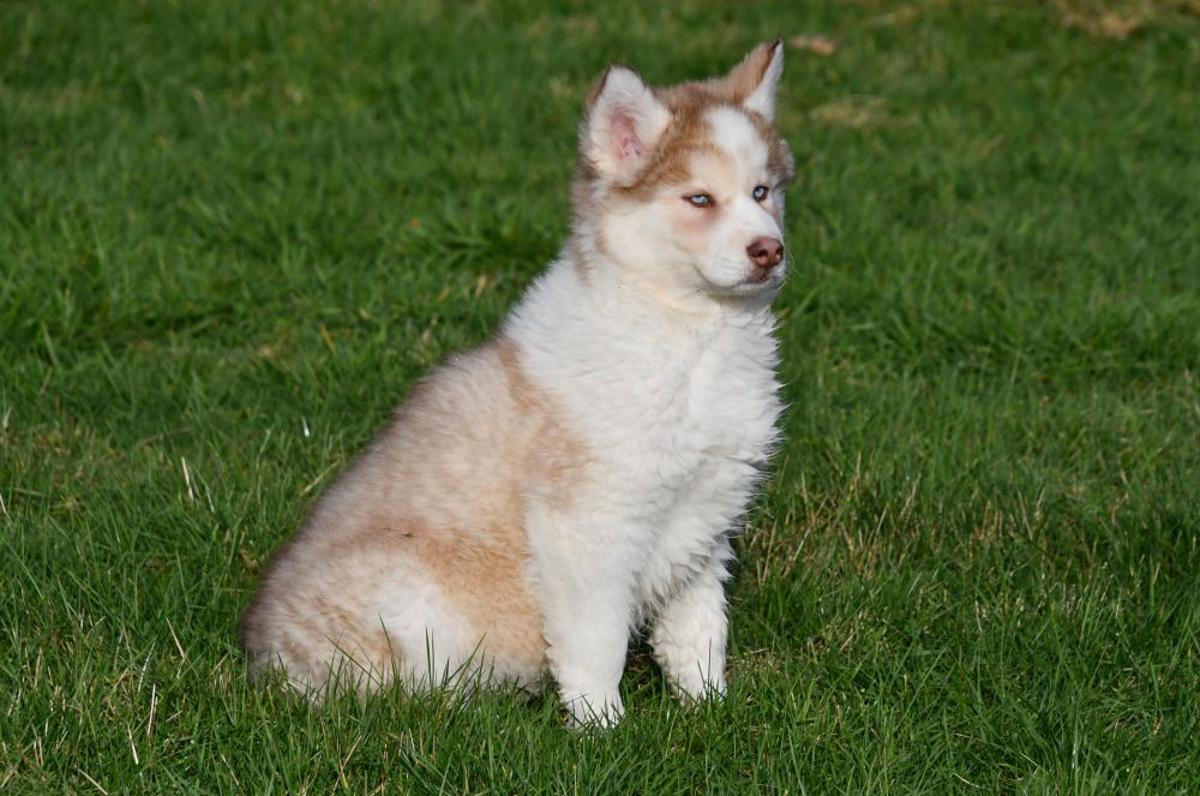 Adorables chiots Husky sibériens - À vendre pour une nouvelle maison Un mignon chiot Husky sibérien aux yeux bleus joue dans le jardin.