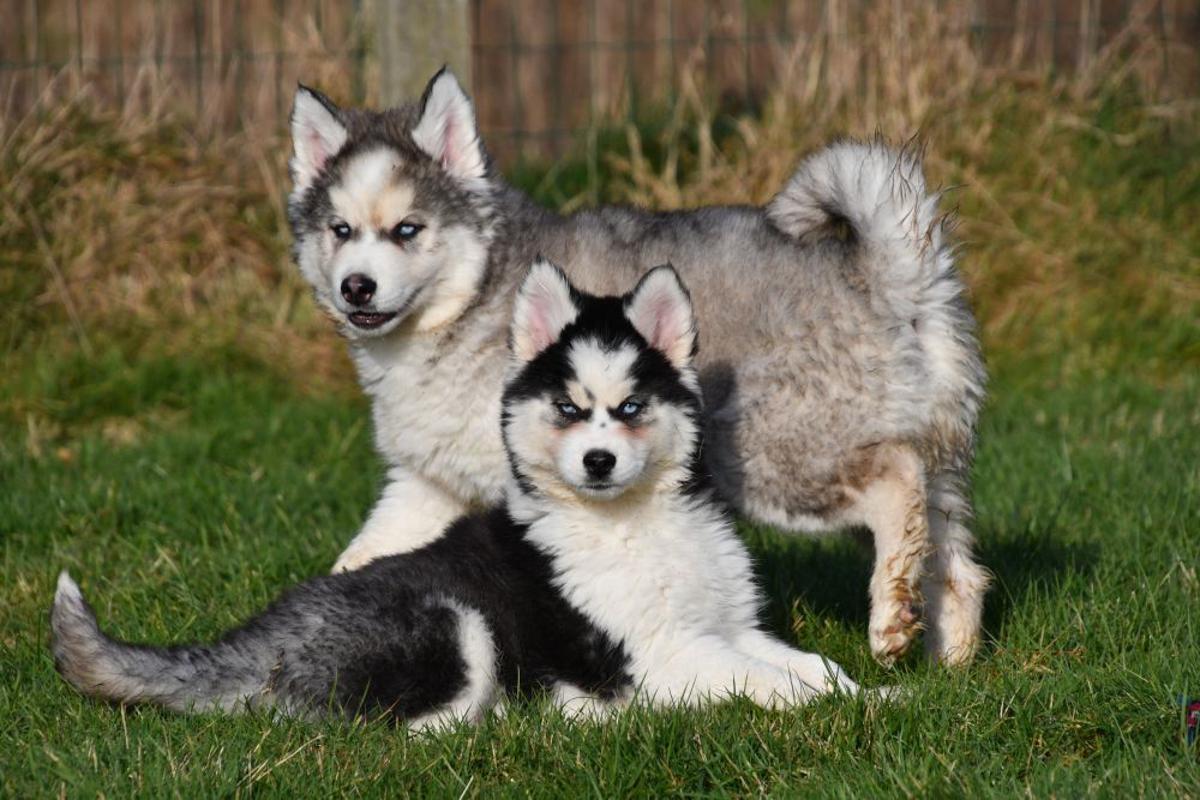 Style de vie et activités extérieures du Husky Deux Huskies de Sibérie en action dans un paysage verdoyant, parfait pour des activités aventureuses dans la nature.
