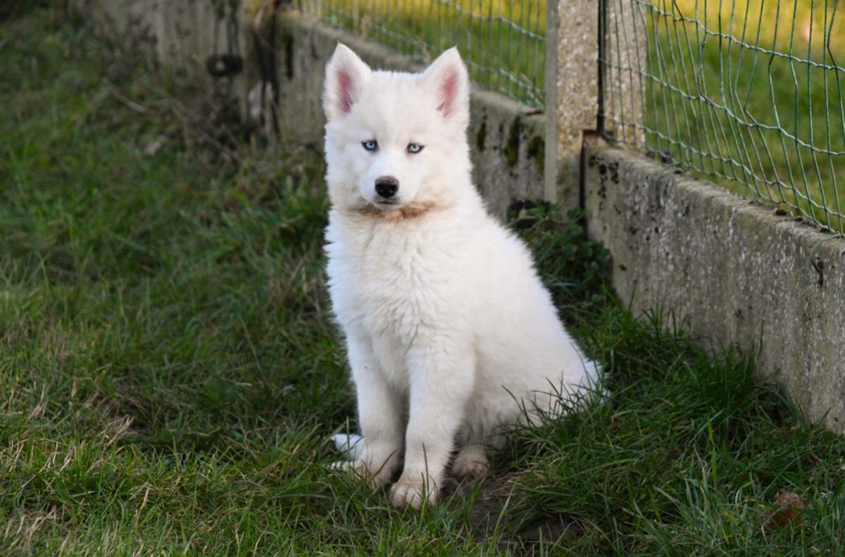 Magnifiques Chiots Husky Sibériens à Vendre - Chiots Joueurs et Sains Un chiot Husky Sibérien avec un pelage épais joue avec un jouet dans le jardin.