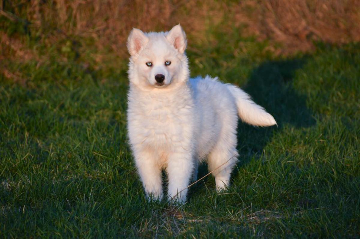 Chiot Husky Sibérien à Vendre - Chiots Actifs Pour Votre Famille chiot Husky Sibérien courent joyeusement dans un jardin, prêts à rejoindre une nouvelle famille.