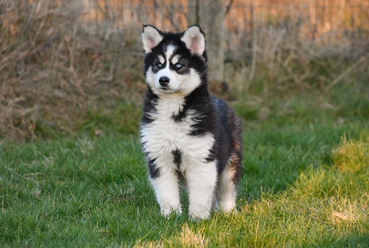 Pups Husky à Vendre - Yeux Bleus et Visages Mignons Un chiot Husky Sibérien aux yeux bleus regarde directement la caméra, prêt à être adopté.