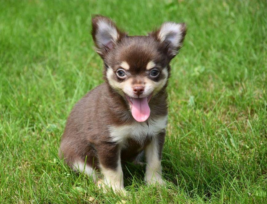 klein blijvende hondjes Schattige klein blijvende hondjes, perfect voor gezinnen die op zoek zijn naar een compact en lief hondje