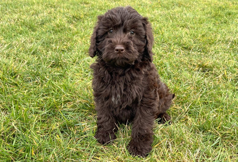 Schattige Labradoodle pups te koop bij een erkende fokker in België. Gezonde, goed gesocialiseerde pups met hypoallergene vacht, opgegroeid in een professionele kennel met zorg en gezondheidsgarantie.