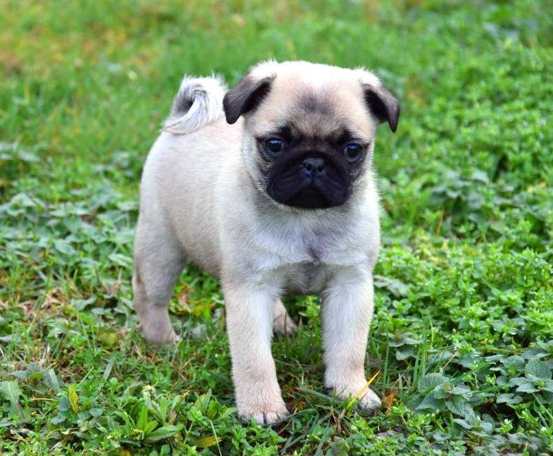 Schattige Mopshond Pup Te Koop – Gezonde en Speelse Puppy Zoekt Nieuw Thuis Schattige mopshond pup te koop - Deze liefdevolle, speelse en schattige mopshond pup zoekt een nieuw thuis. Met zijn ronde ogen, gekrulde staart en zachte vacht is deze pup de perfecte metgezel voor elke familie. Gezond, goed verzorgd en klaar om te verhuizen naar een liefdevol huis. Neem vandaag nog contact met ons op voor meer informatie over deze geweldige mopshond pup!