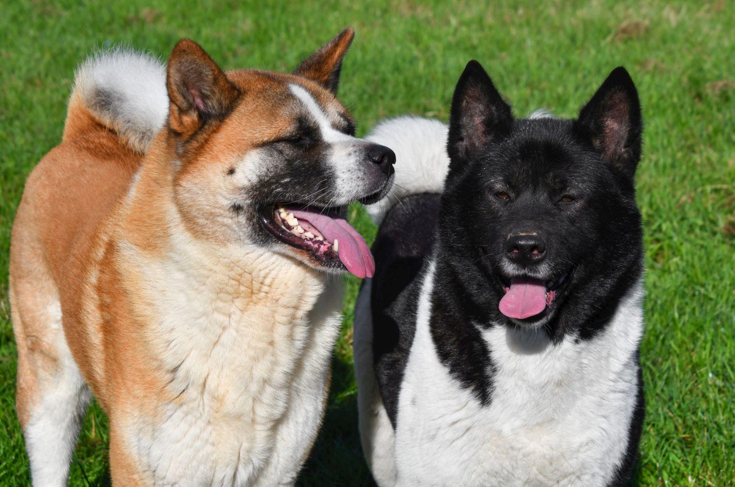Chiots Akita à vendre Chiots Akita Américain à vendre.
Akita Inu en Belgique.