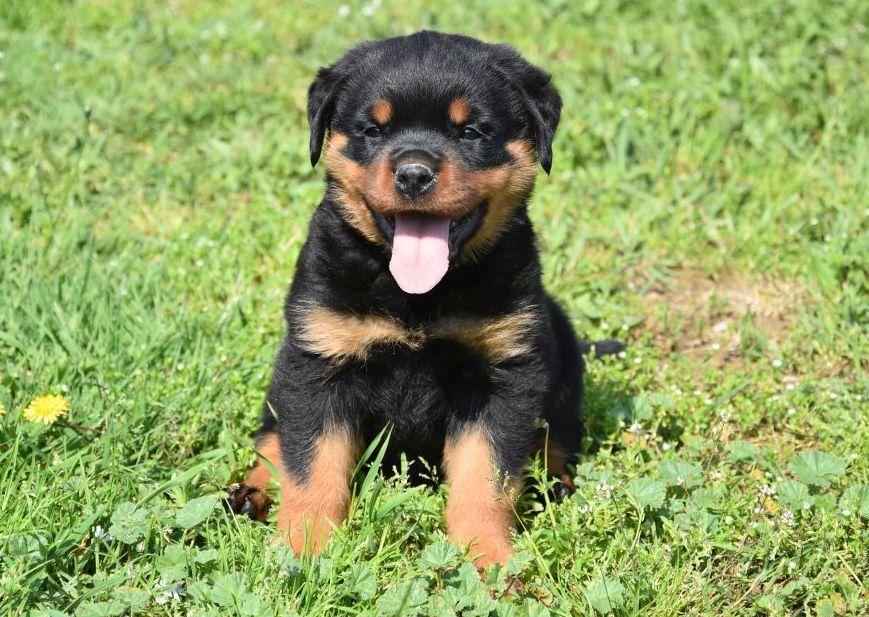 Chiots Rottweiler à vendre