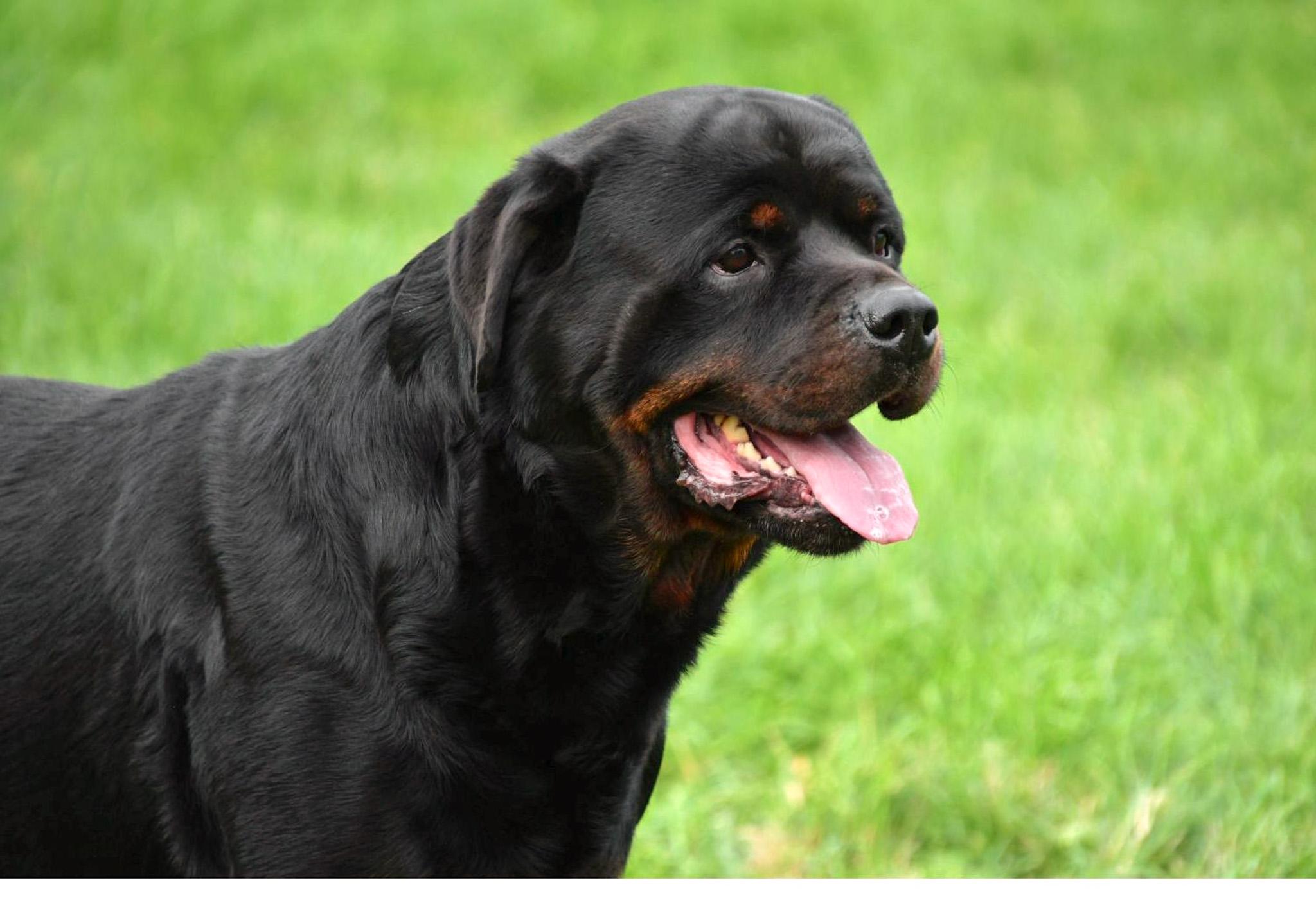 Rottweiler dekreu Rottweiler dekreu aangeboden in België.